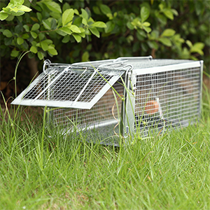 Easy Chipmunk Trap (2 Pack)